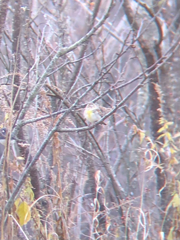 Dickcissel - ML645208622