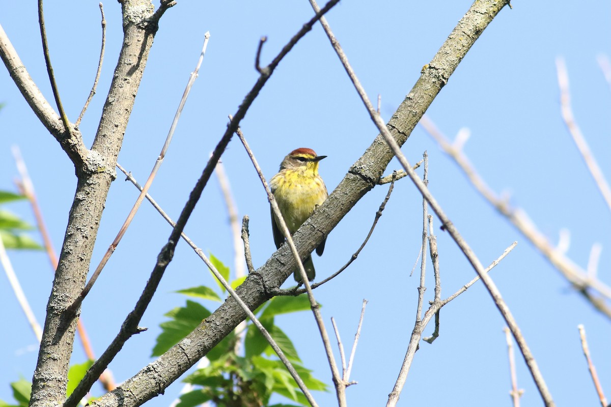 Palm Warbler (Western) - ML645208623