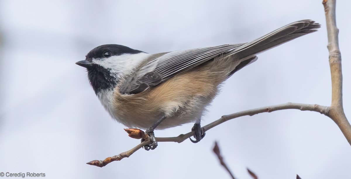 Black-capped Chickadee - ML645208646