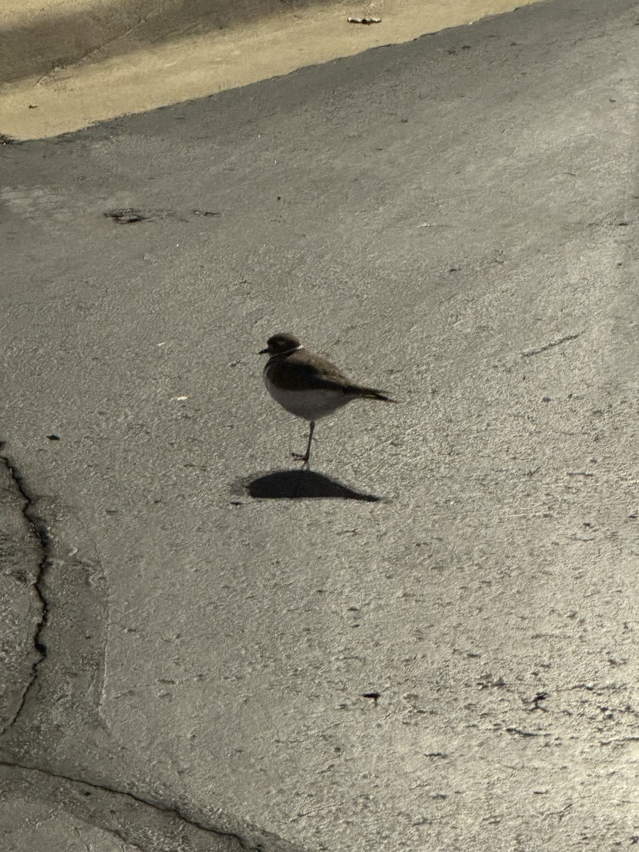 Killdeer - ML645208660