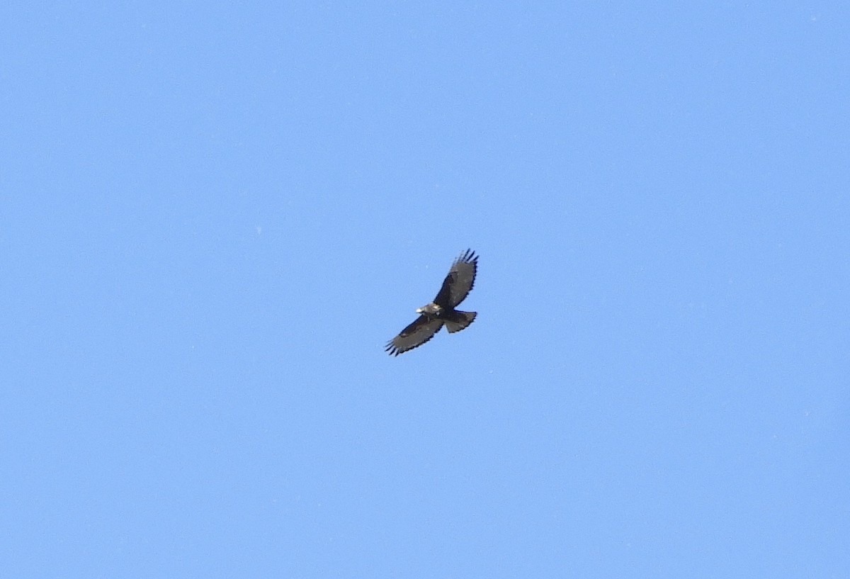 Red-tailed Hawk (Harlan's) - ML645208665