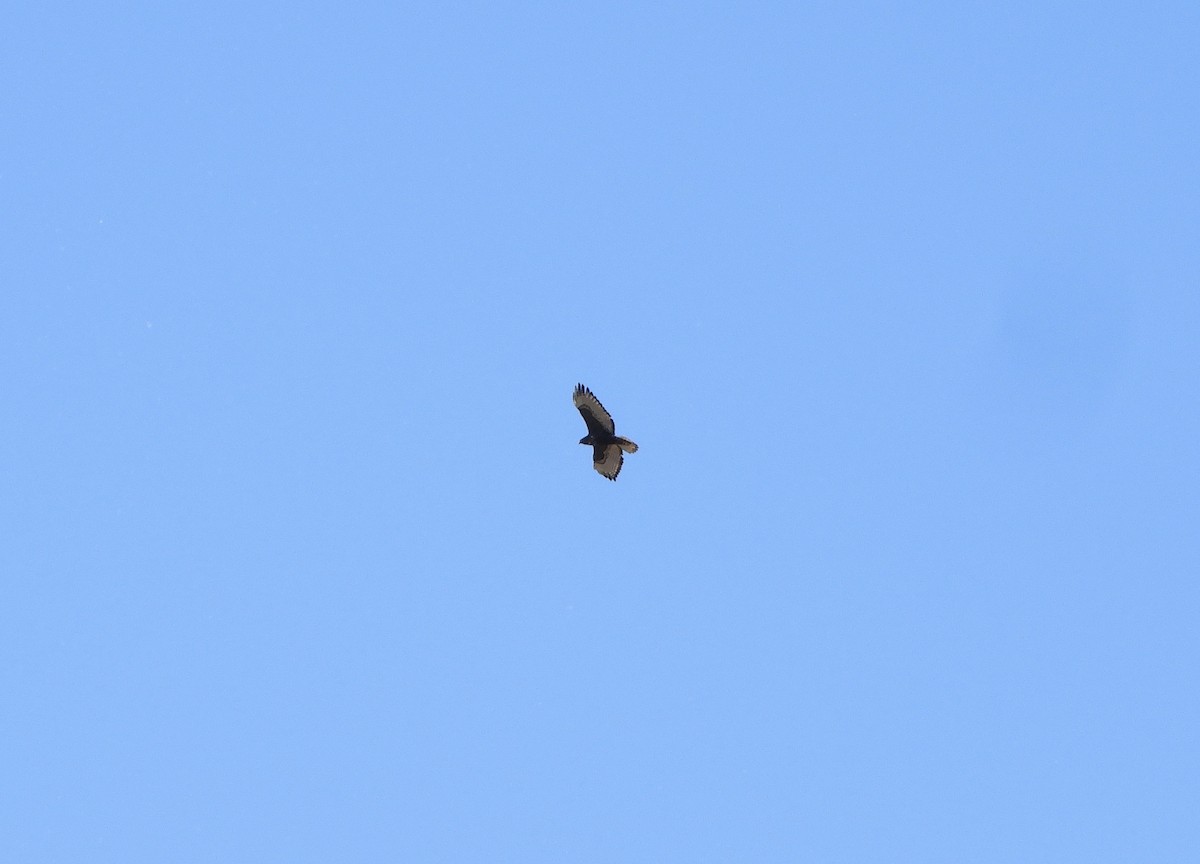 Red-tailed Hawk (Harlan's) - ML645208666