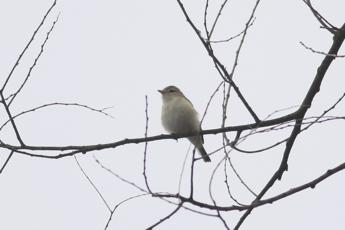 Eastern Warbling Vireo - ML645208670