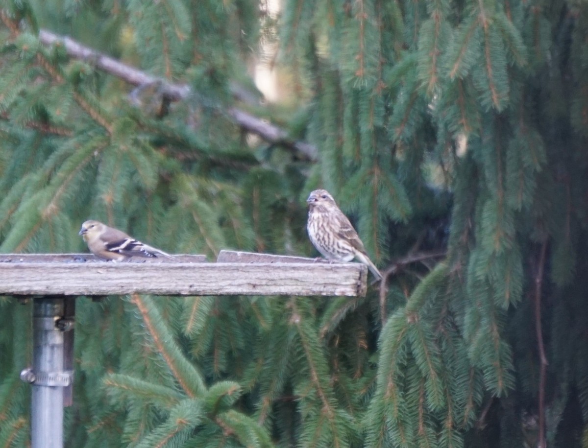 Purple Finch - ML645208680