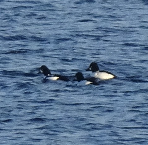 キタホオジロガモ - ML645208684