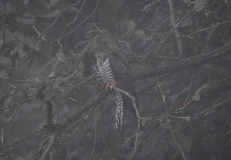 orientgjøk - ML645208694