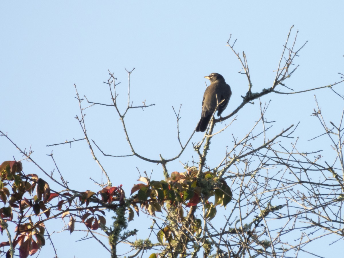 Странствующий дрозд - ML645208699