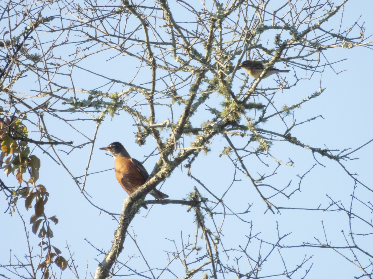 Странствующий дрозд - ML645208700