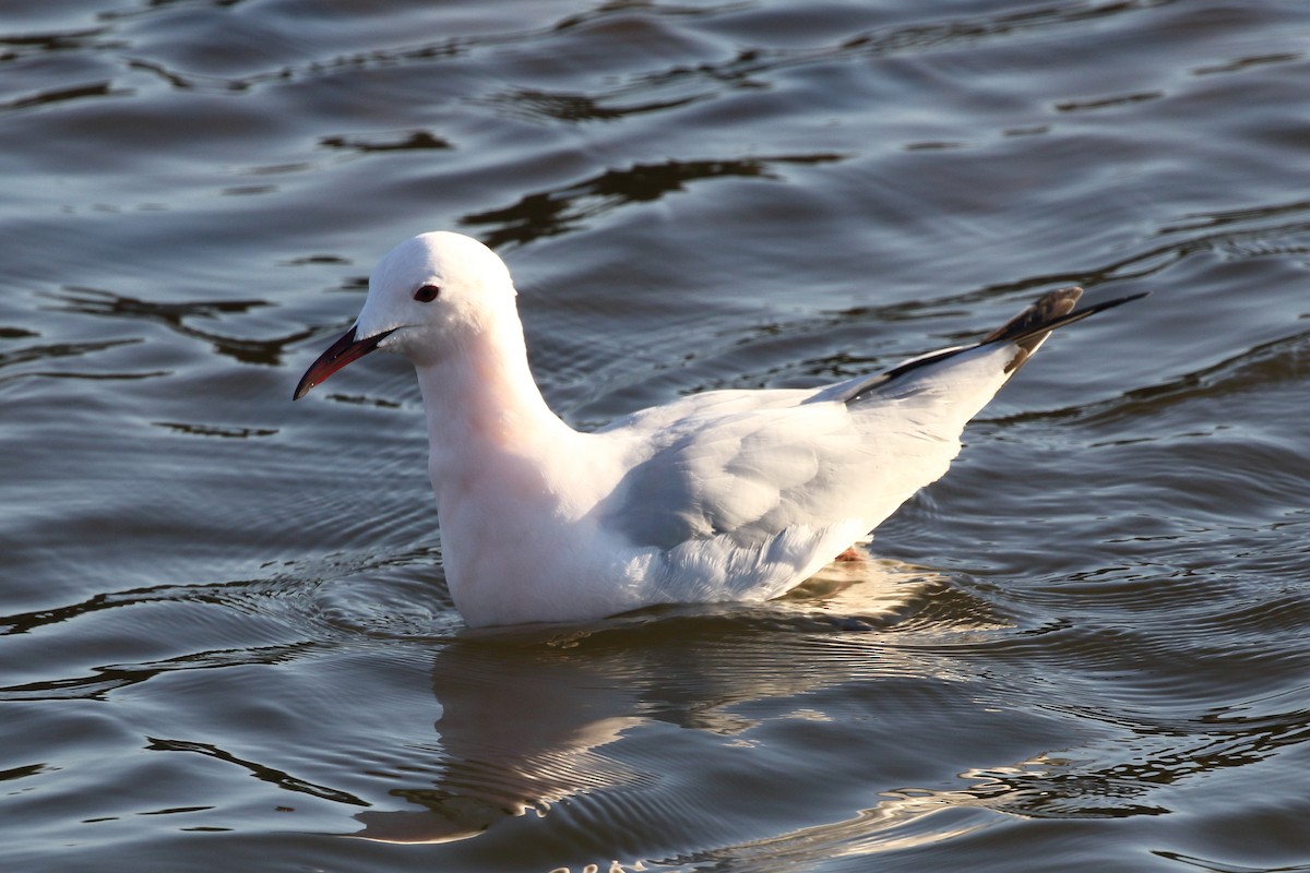 Slender-billed Gull - ML645208701