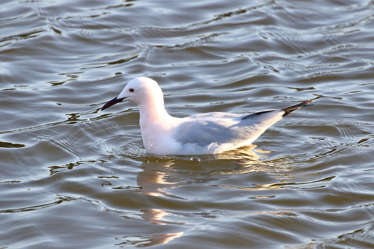 Slender-billed Gull - ML645208702