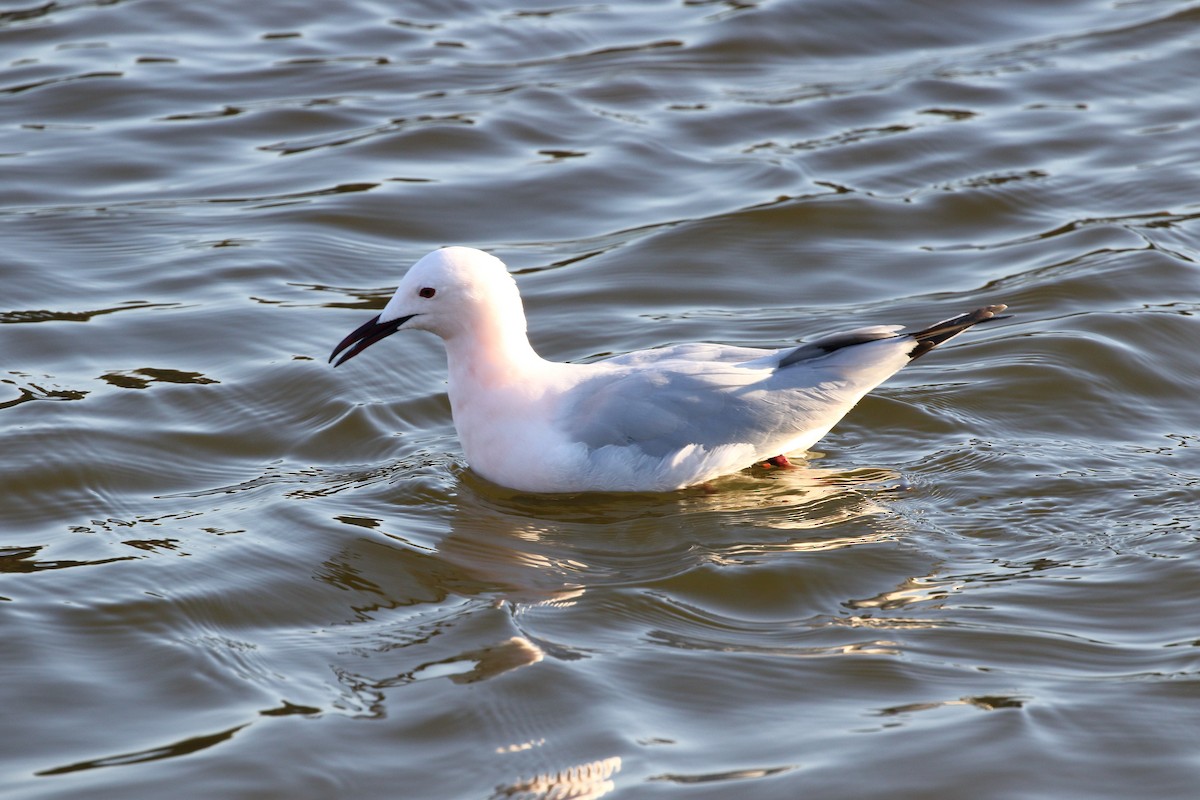 Slender-billed Gull - ML645208703