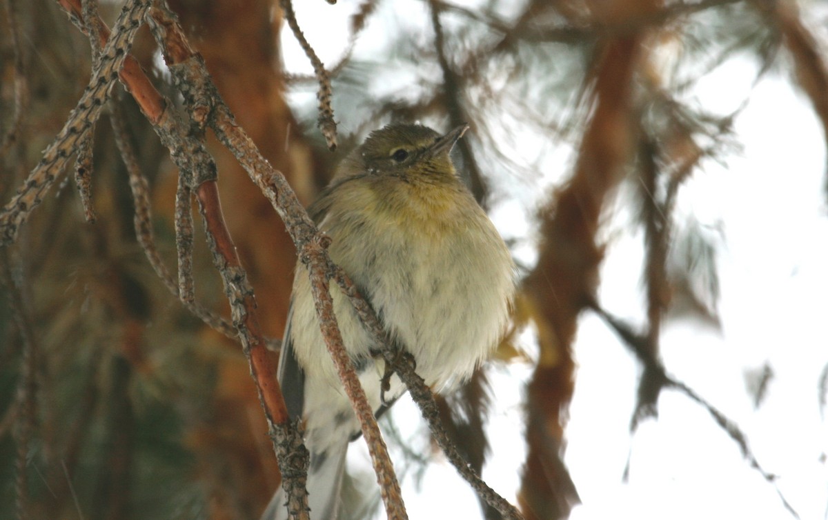 Pine Warbler - ML645208711