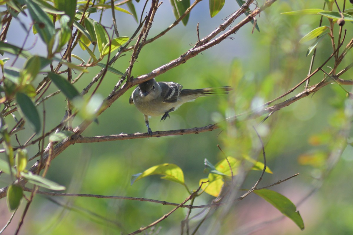 Желтобрюхая эления - ML645208716