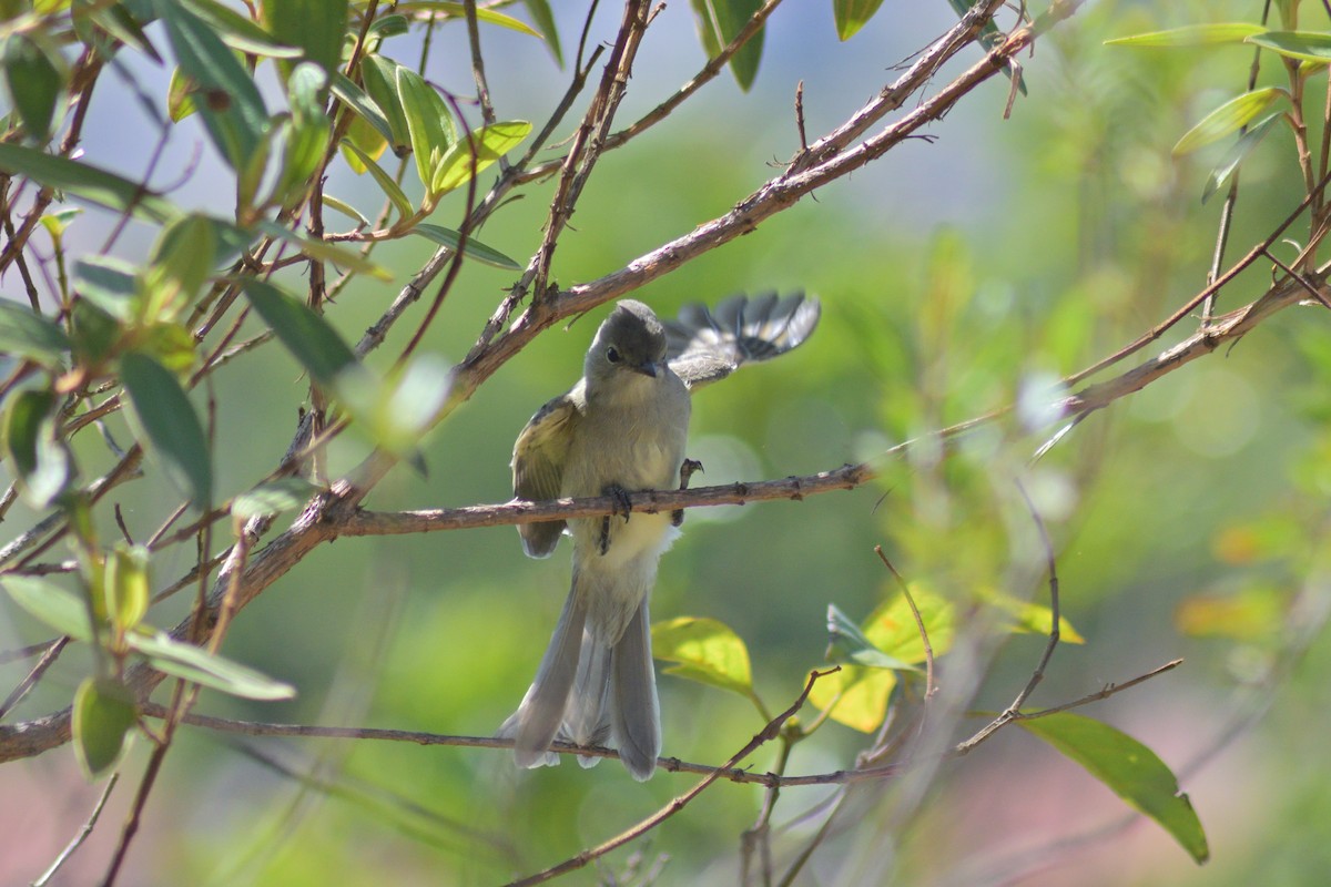 Желтобрюхая эления - ML645208717