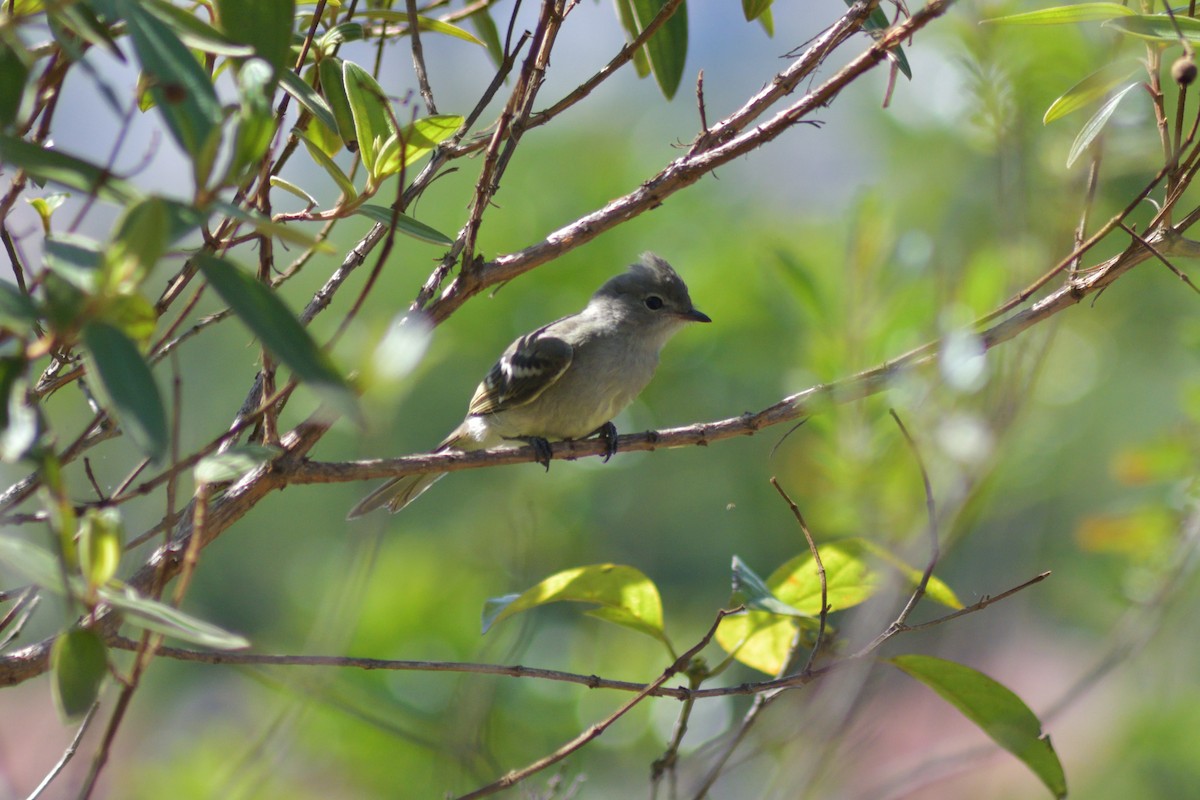 Желтобрюхая эления - ML645208718