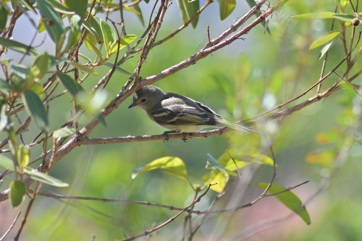 Желтобрюхая эления - ML645208719