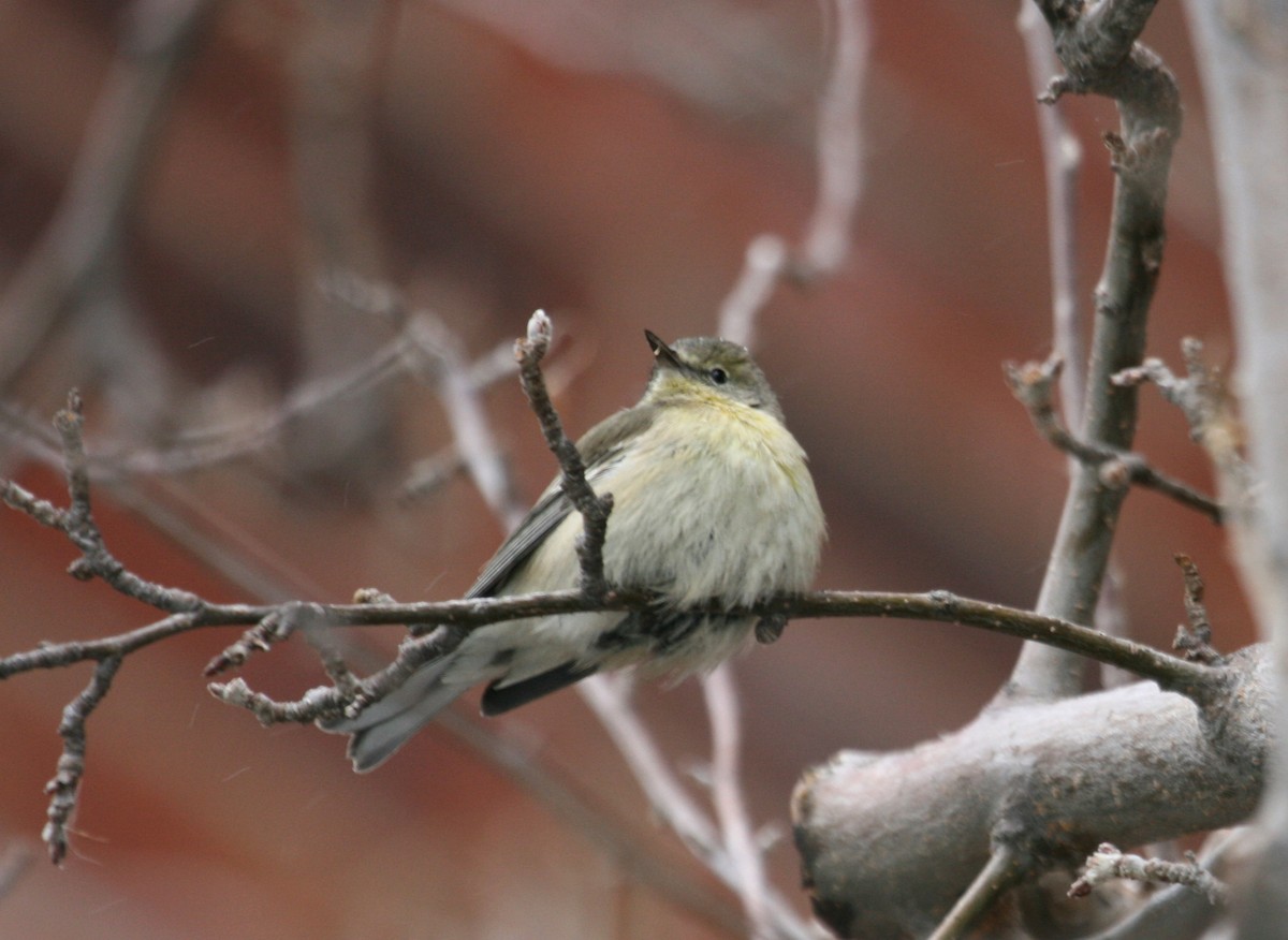 Pine Warbler - ML645208731