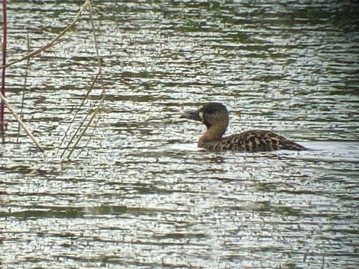 White-backed Duck - ML645208733