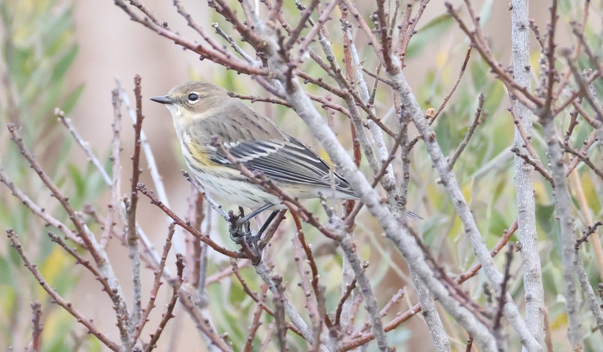 Yellow-rumped Warbler - ML645208749