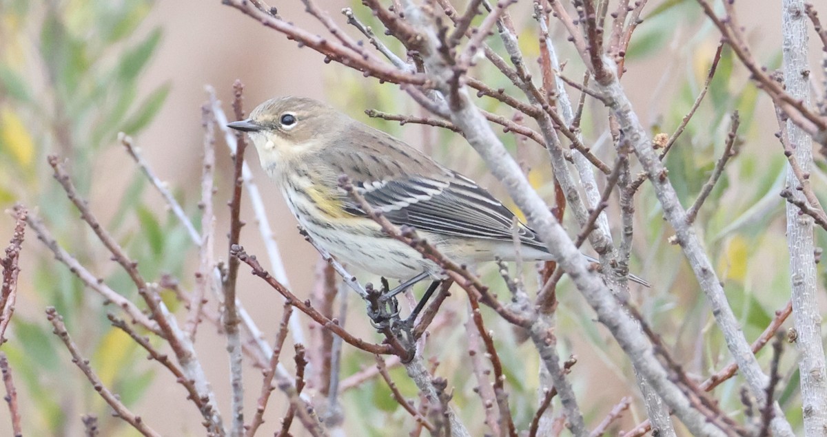 Yellow-rumped Warbler - ML645208750