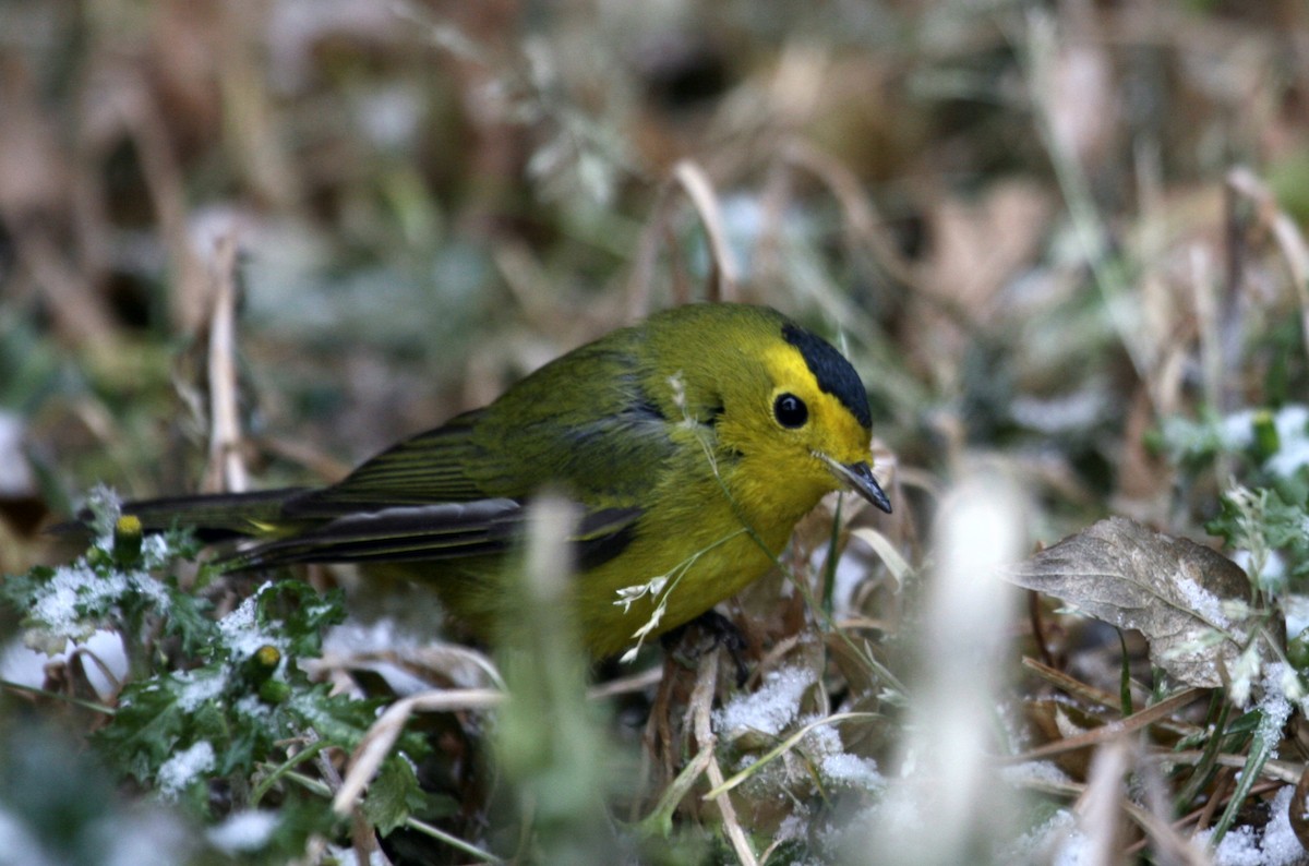 Wilson's Warbler - ML645208762