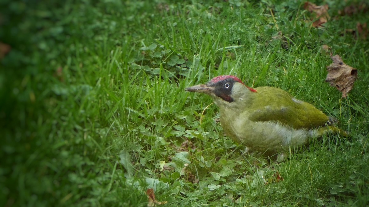 נקר ירוק - ML645208767