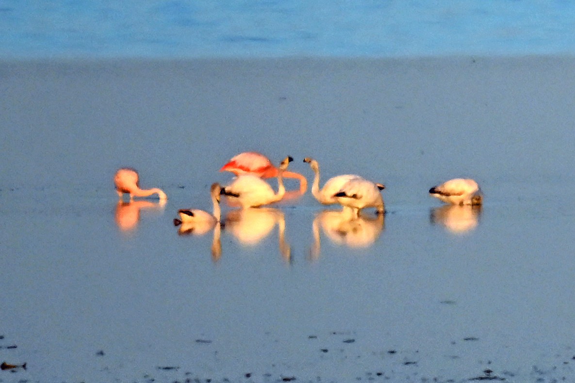 James's Flamingo - ML645208777