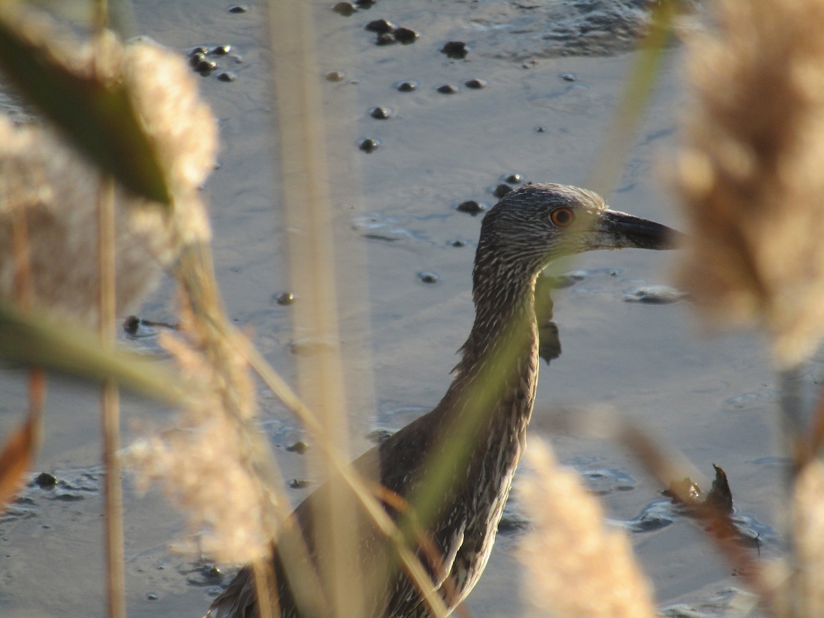 Квак чорногорлий - ML645208778