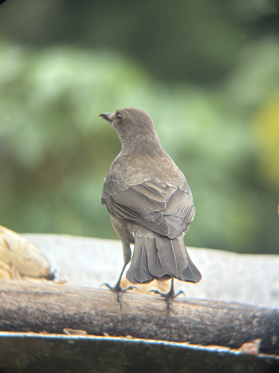 Mountain Thrush - ML645208785
