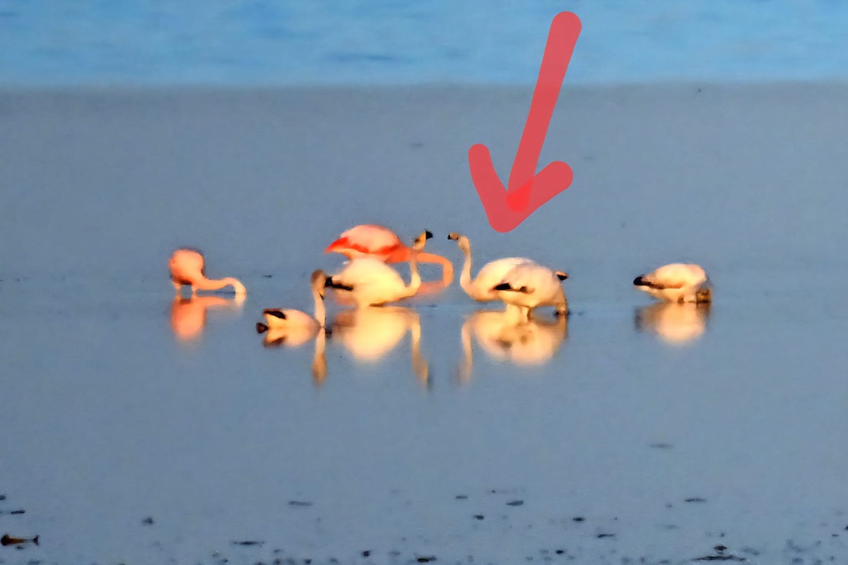 James's Flamingo - ML645208793