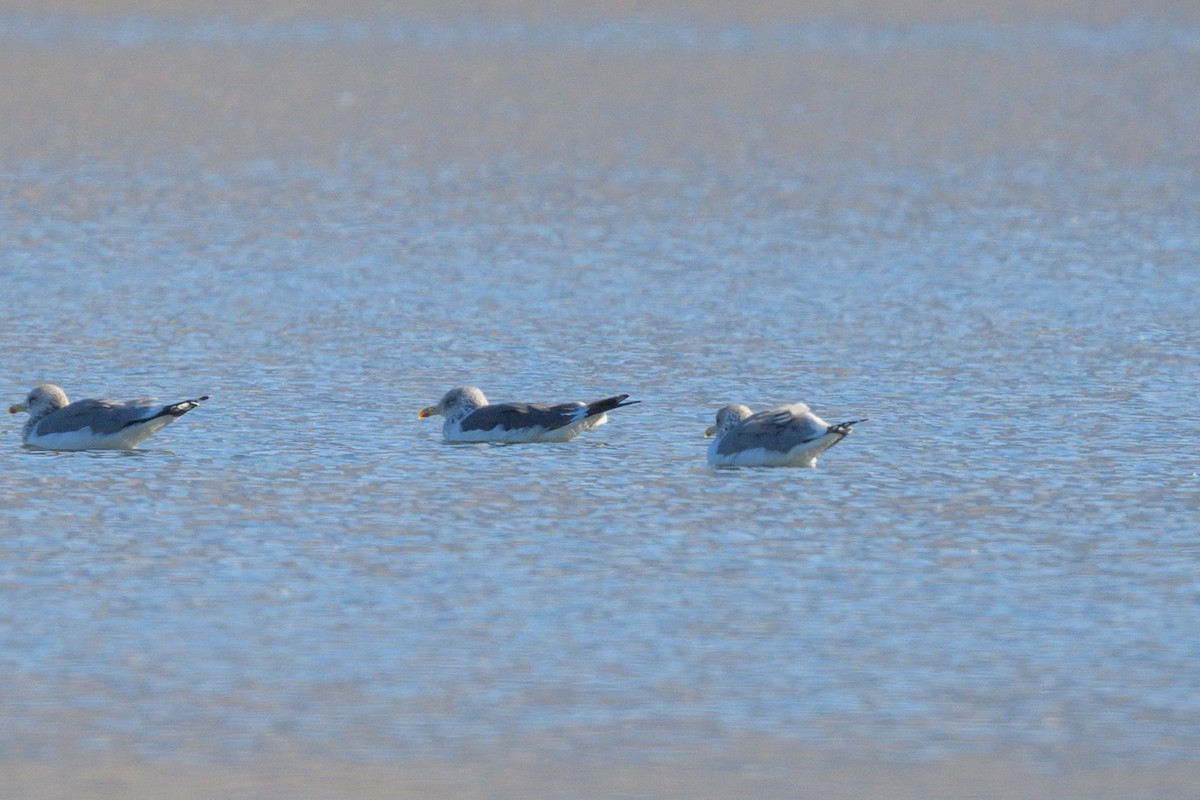 Kara Sırtlı Martı - ML645208794