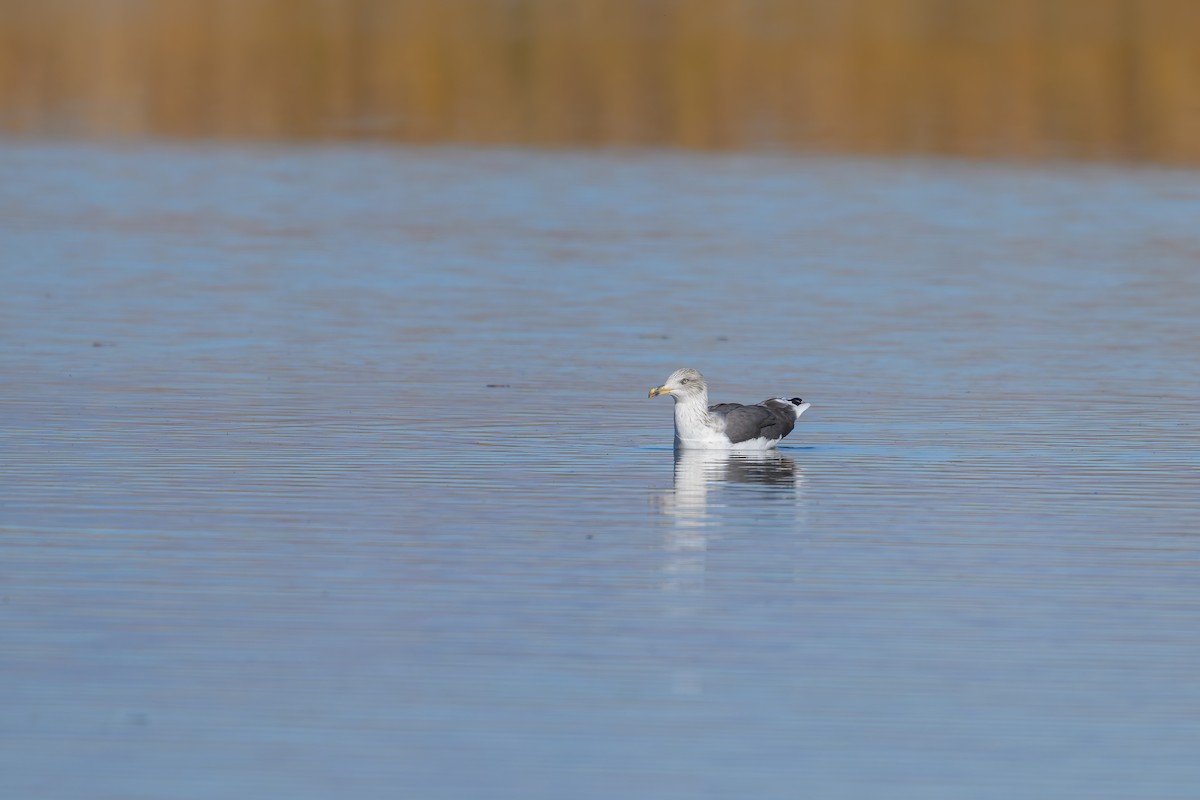 Kara Sırtlı Martı - ML645208795