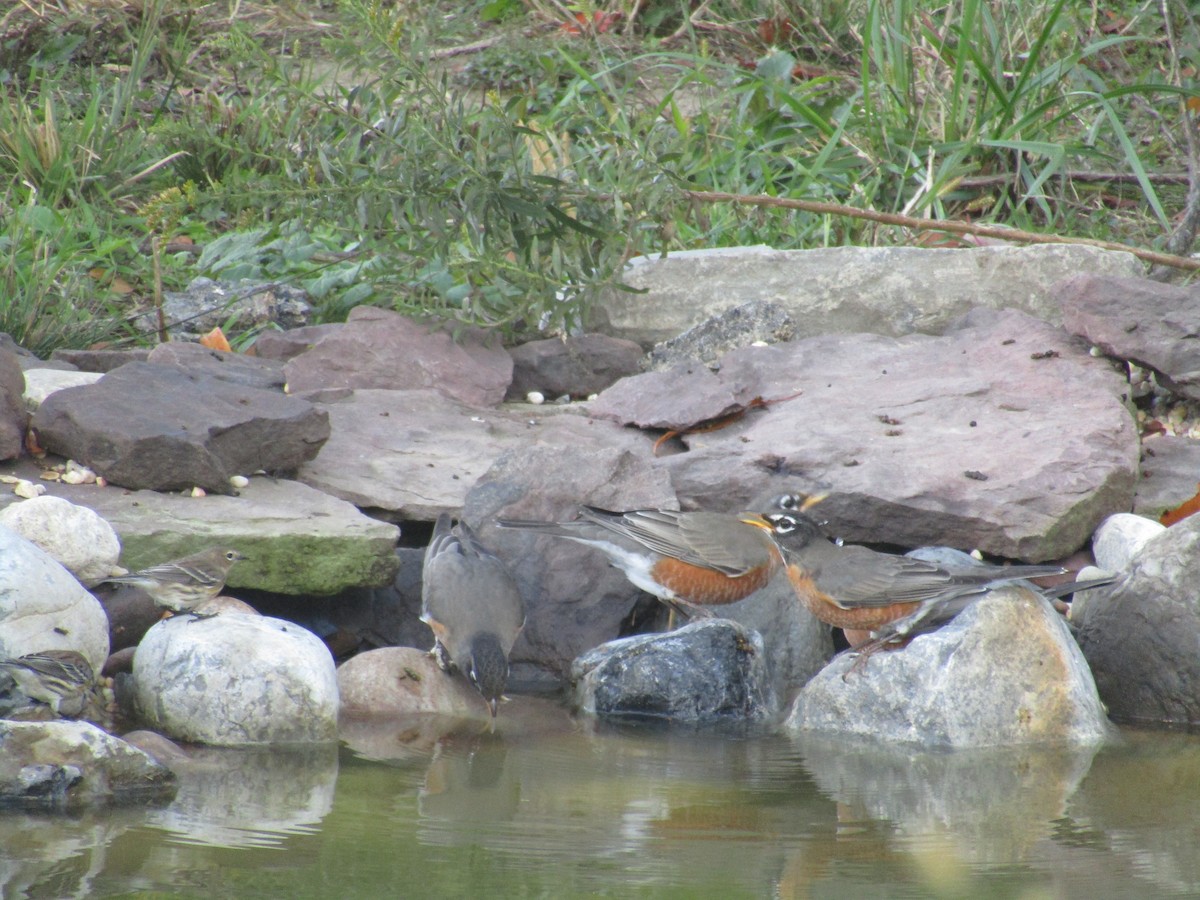 Странствующий дрозд - ML645208796