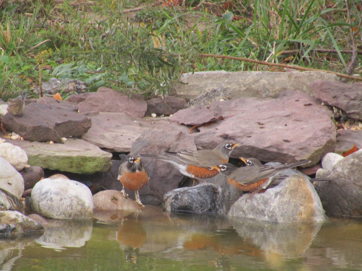 Странствующий дрозд - ML645208797