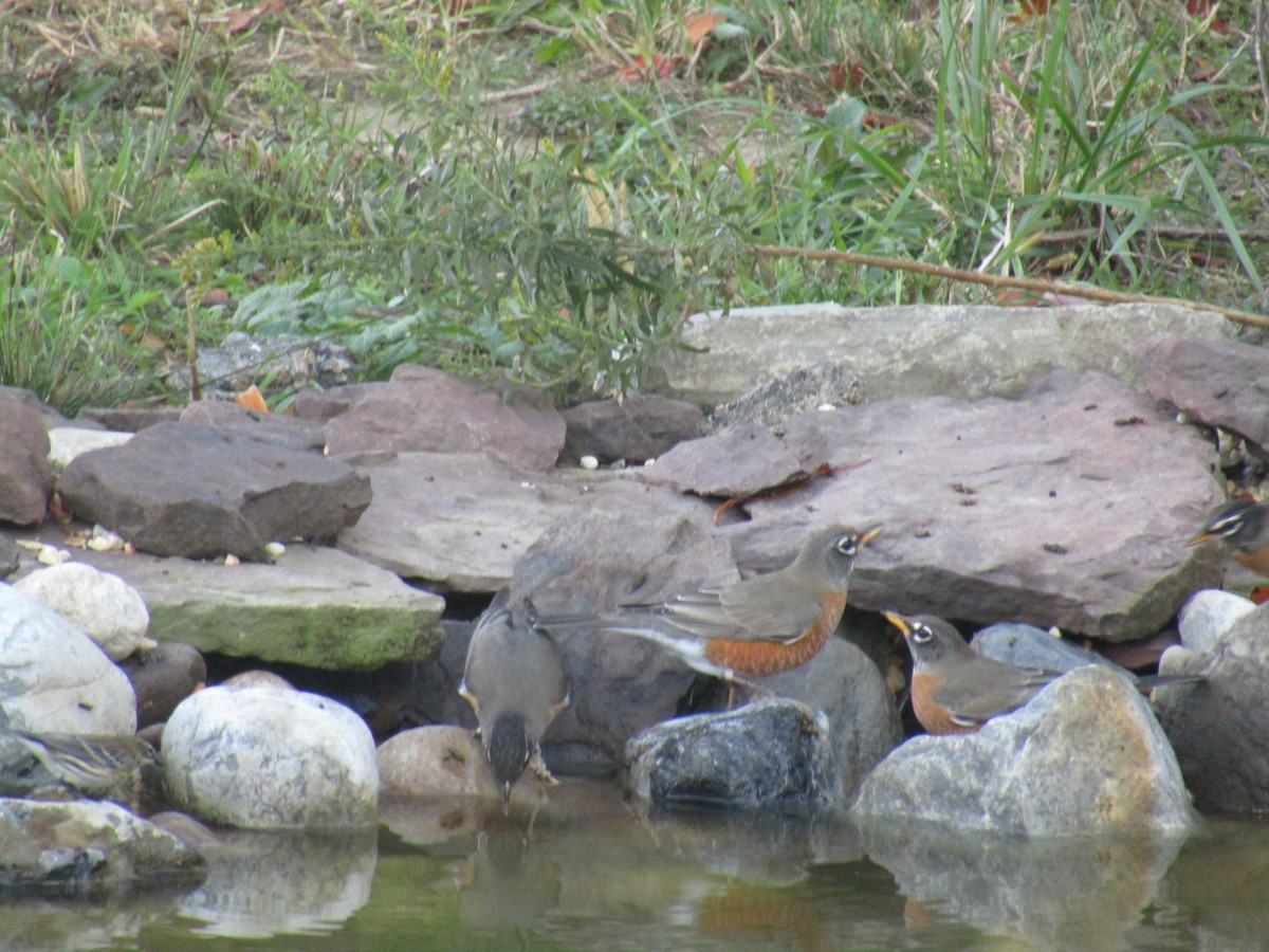 Странствующий дрозд - ML645208798