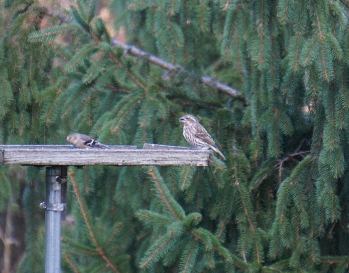 Purple Finch - ML645208799