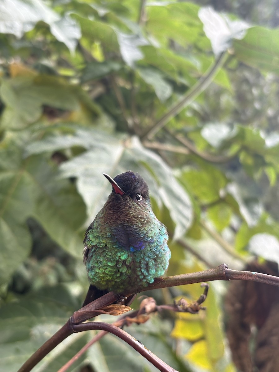 Fiery-throated Hummingbird - ML645208803