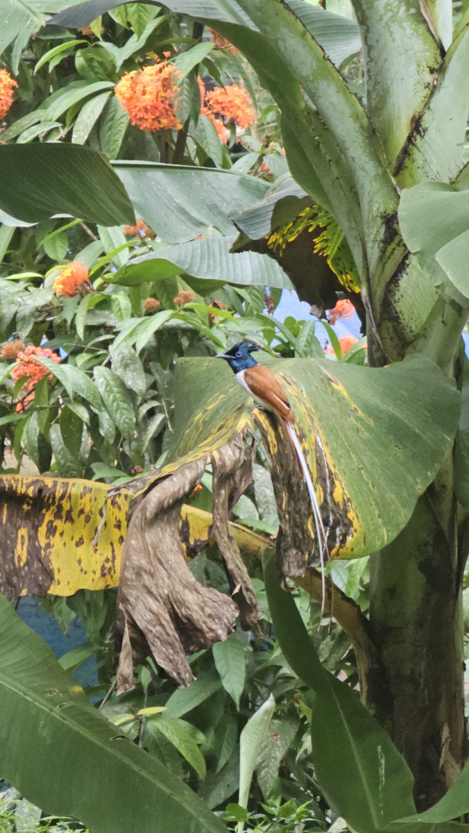 Indian Paradise-Flycatcher - ML645208808