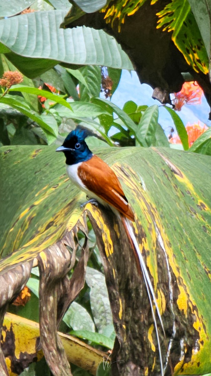 Indian Paradise-Flycatcher - ML645208809