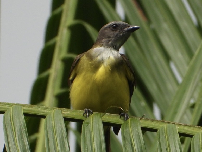 Sulphury Flycatcher - ML645208819