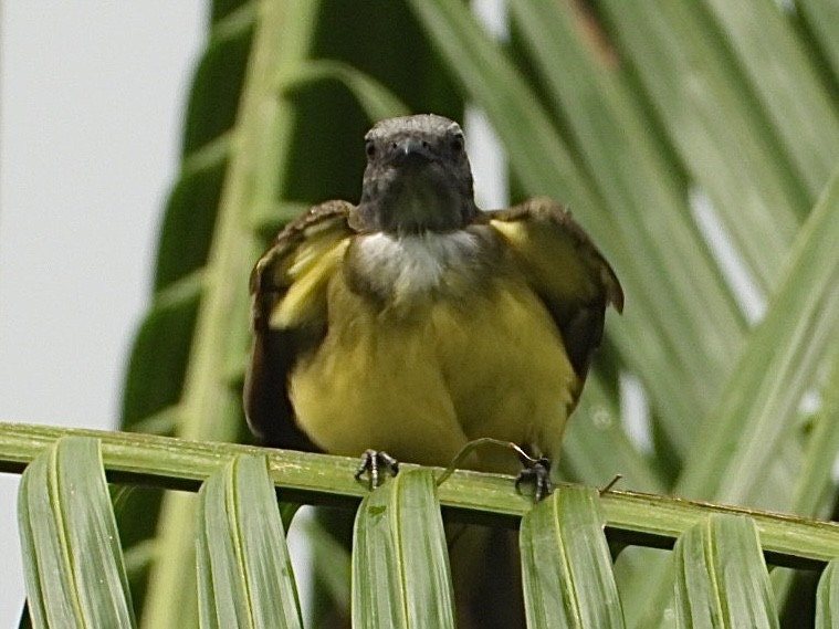 Sulphury Flycatcher - ML645208820