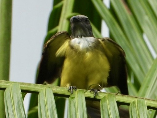 Sulphury Flycatcher - ML645208821