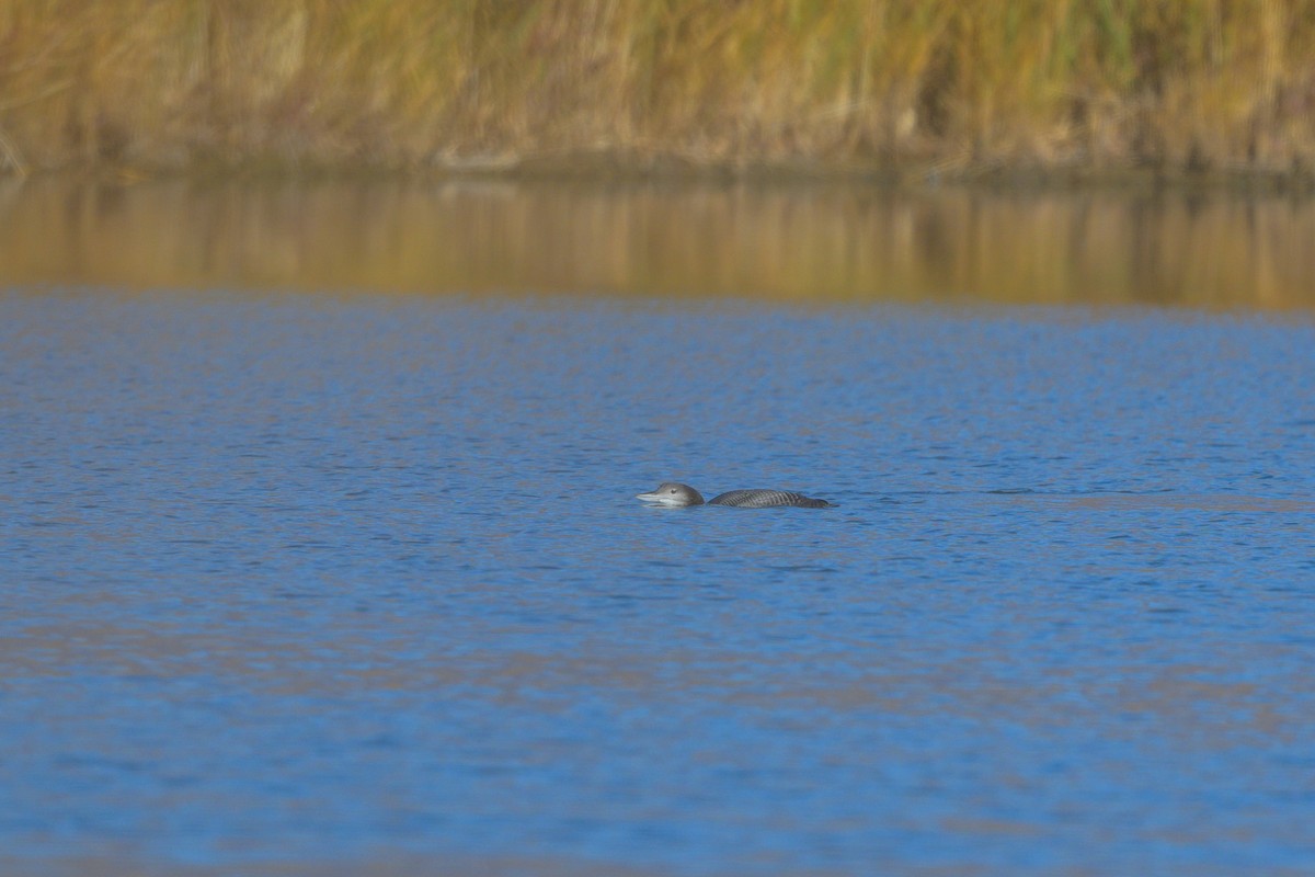 Buz Dalgıcı - ML645208823