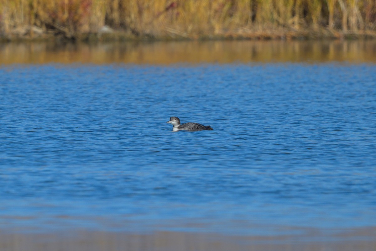 Buz Dalgıcı - ML645208824