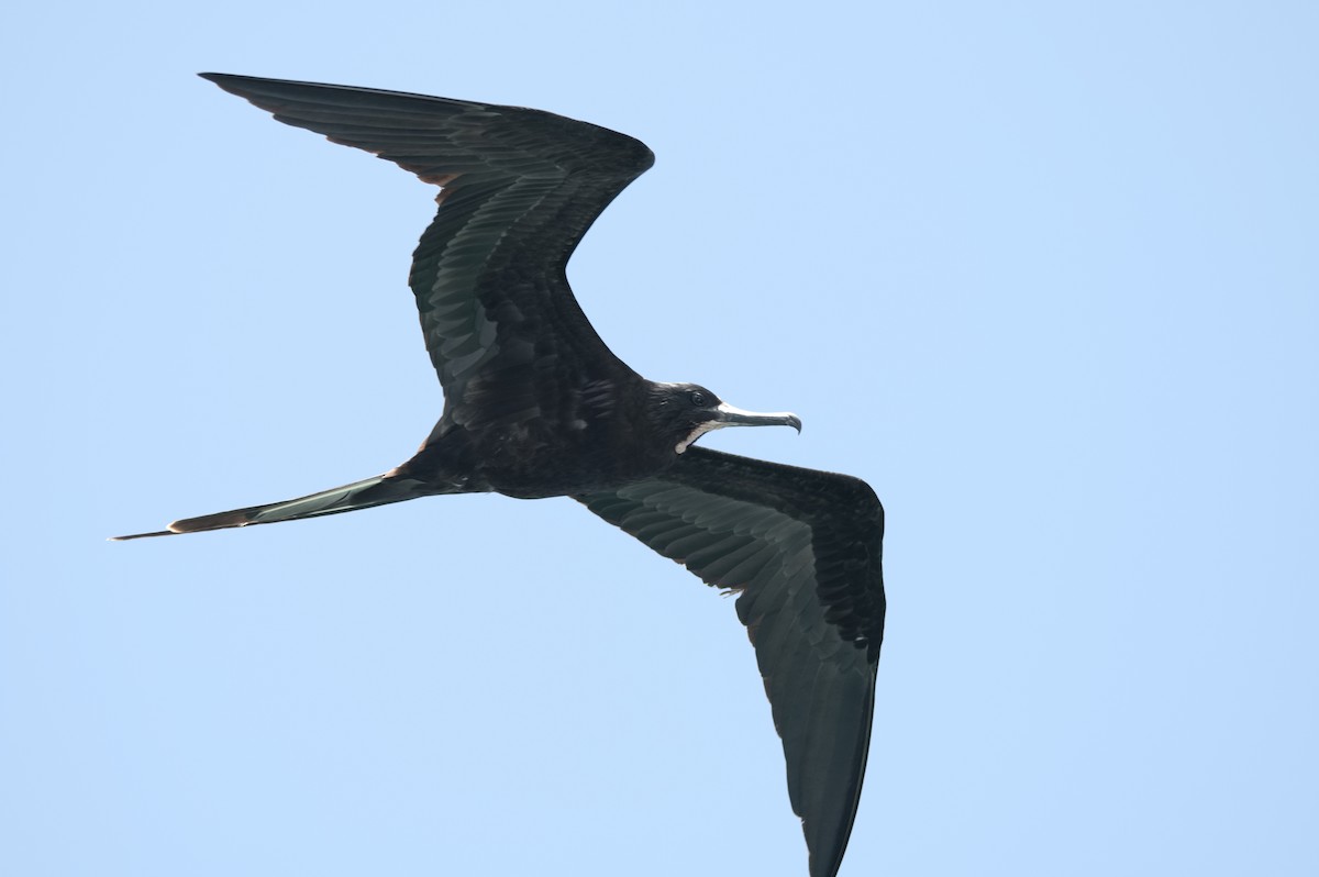 פריגט גדול - ML645208830