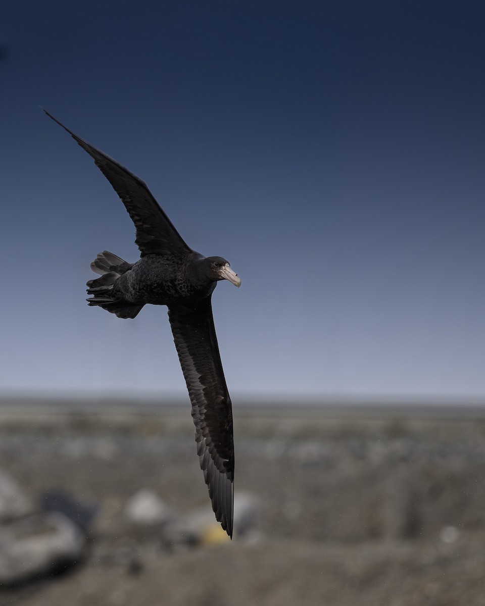 Southern Giant-Petrel - ML645208834