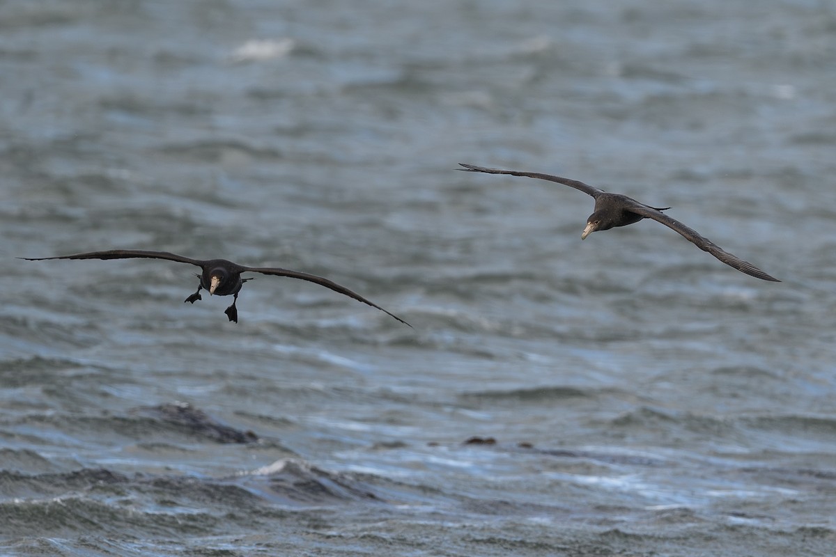Southern Giant-Petrel - ML645208835