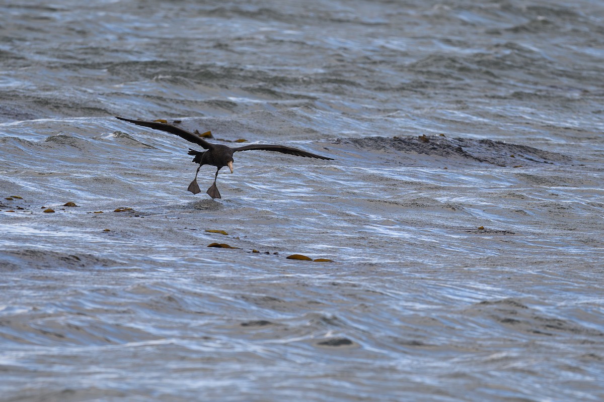Southern Giant-Petrel - ML645208836