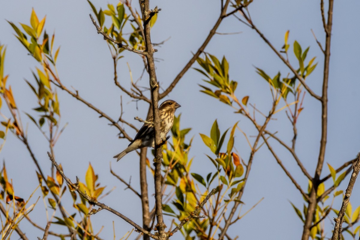 Purple Finch - ML645208838