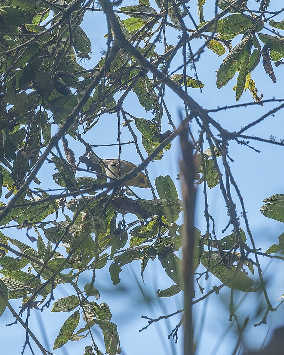 Crescent-chested Warbler - ML645208840